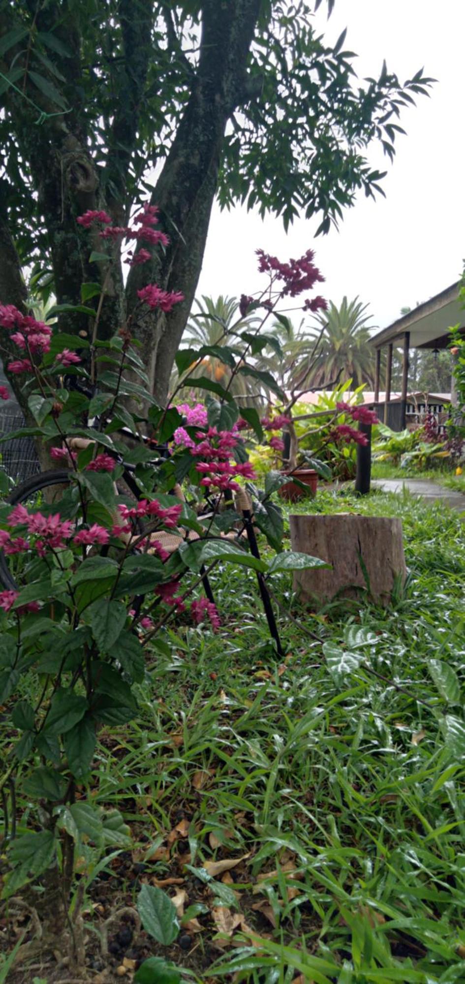 Hostal Tu'U Koihu Hanga Roa Dış mekan fotoğraf