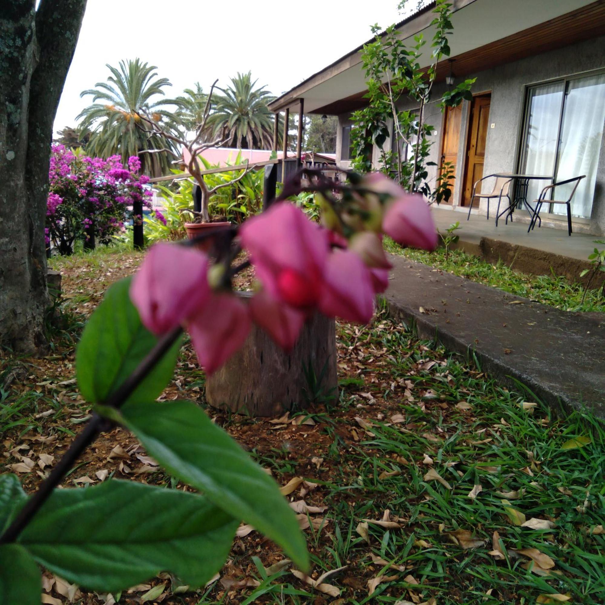 Hostal Tu'U Koihu Hanga Roa Dış mekan fotoğraf